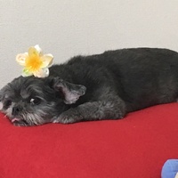 モモ