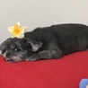 モモ