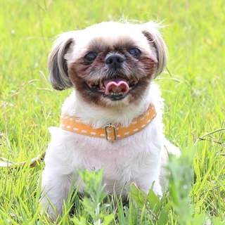 譲渡対象犬紹介