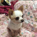 チワワ 男の子 2歳