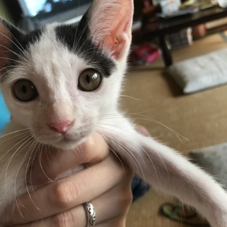 可愛い猫ちゃんの6匹兄弟