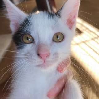 可愛い猫ちゃん