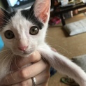 可愛い猫ちゃん
