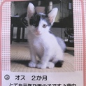 可愛い猫ちゃん