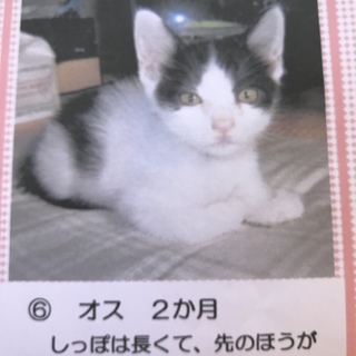 可愛い猫ちゃん