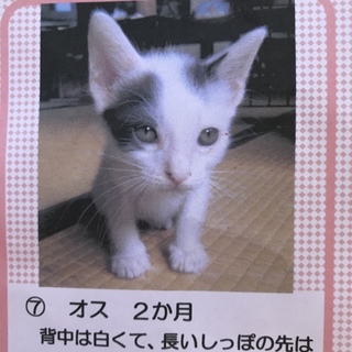 可愛い猫ちゃん
