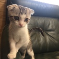 スコティッシュ男の子