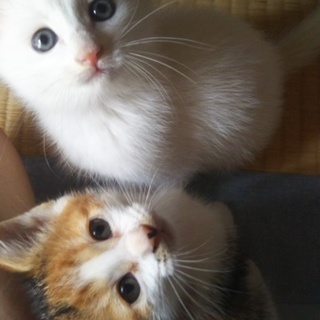大至急! きょうだい子猫