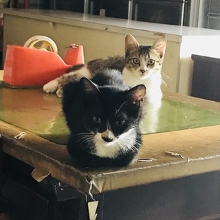 【愛媛県】子猫の里親様募集【急募】