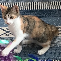 さら