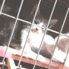灰ハチ仔猫里親募集 サムネイル7