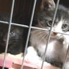 クロ仔猫里親募集 サムネイル7