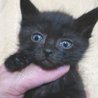 クロ仔猫里親募集 サムネイル5