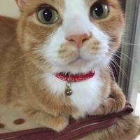 チマ