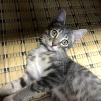 アオ