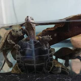 また、産まれてきたぁ！