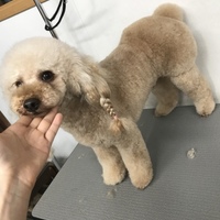 さく太郎