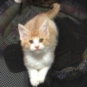 毛色の綺麗な甘えっ子です
