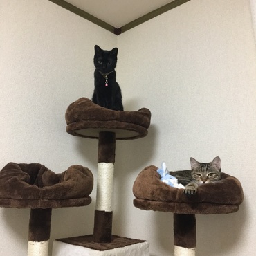 新居にも慣れてくつろぐ二匹