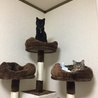 新居にも慣れてくつろぐ二匹