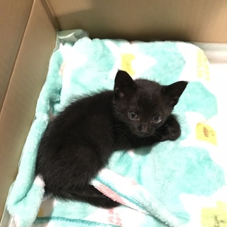 仔猫里親募集