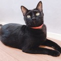 穏やかで可愛い黒猫あざみちゃん
