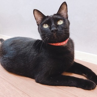 穏やかで可愛い黒猫あざみちゃん