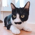 チャップリン？！可愛いかりんちゃん