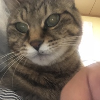 ちび