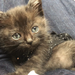 黒猫ジジฅ^•ﻌ•^ฅその後