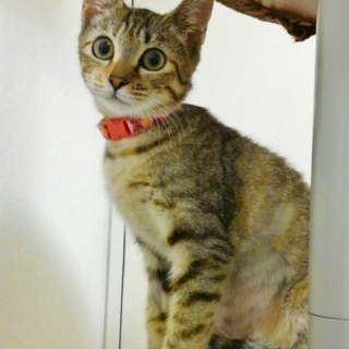 のほほんとした4か月の女の子