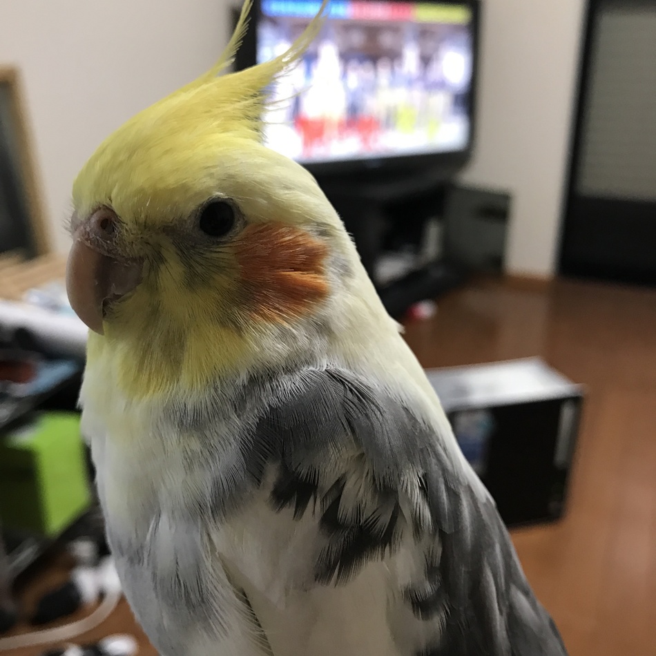 まろとムギのカバー写真