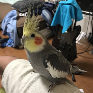 ノーマルオカメ