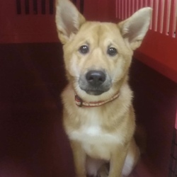 9月22日(土)に、愛知県蒲郡市で5ヶ月の犬の譲渡会