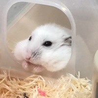 おもち