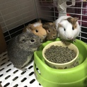 モルモット