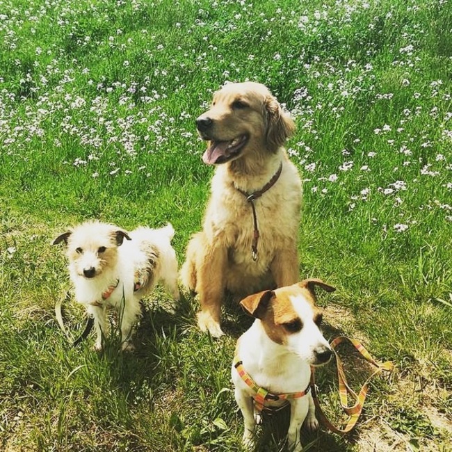 犬このカバー写真