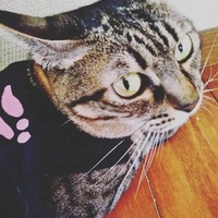 チーターちゃん