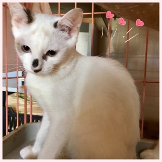 怖がりさんの男の子トナ君3ヶ月