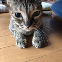 ひざにのってくる、優しい女の子です。