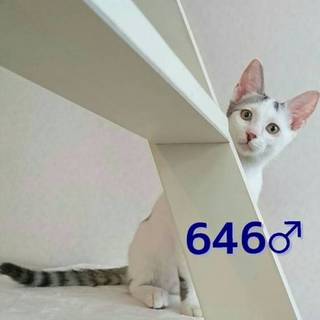 管理番号：OS−646