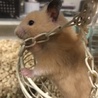 みきなんなん