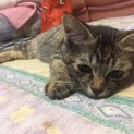 生後2ヶ月程の甘えん坊のメスの子猫です！