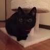 キャットタワー2号機がお気に入りのようです