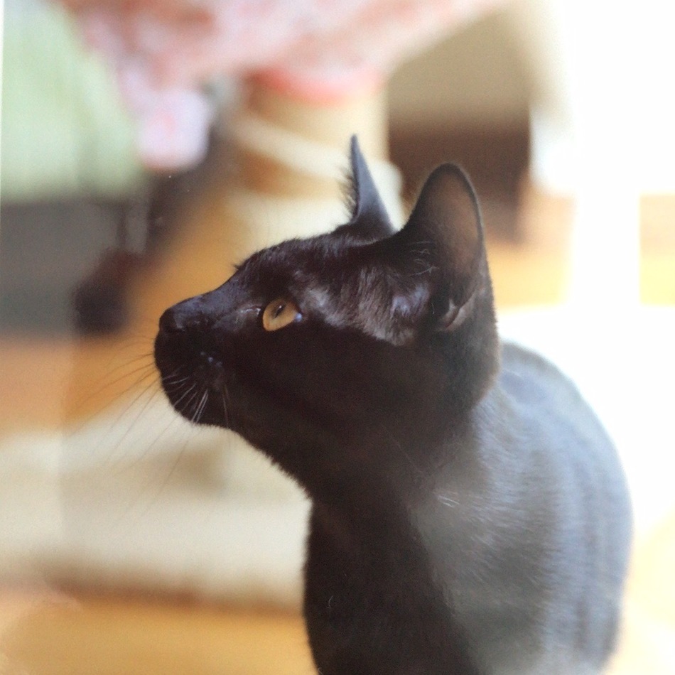 Tikiのカバー写真