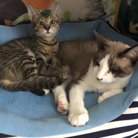 りんのすけとあずき