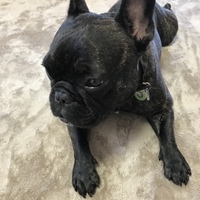 こてつ