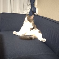 「近所の野良猫」サムネイル2