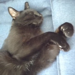 「近所の野良猫」サムネイル3