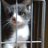 灰ハチ仔猫里親募集 サムネイル4